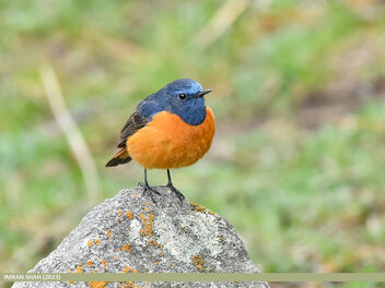Blue-fronted Redstart (Phoenicurus frontalis) - image #498887 gratis