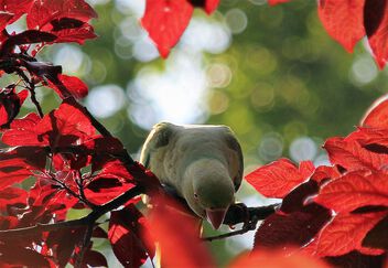 Parrot and red leaves - image #499077 gratis