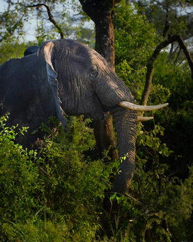 Elephant, Uganda - бесплатный image #499117
