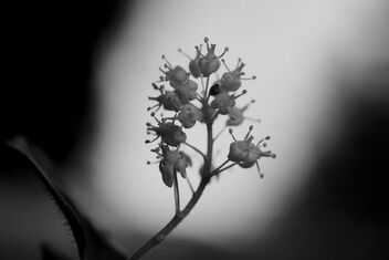 [Maianthemum bifolium 7] - Free image #499127