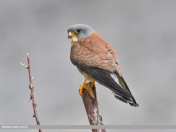 Lesser Kestrel (Falco naumanni) - image gratuit #499187 