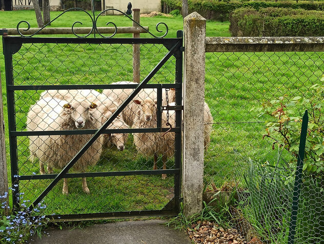 Sheep ante portas - Free image #499257