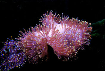 Sea Anemone. - Free image #499387