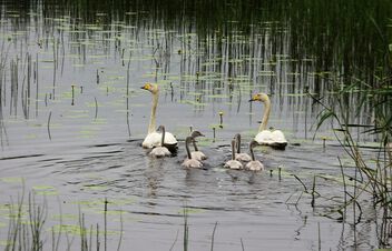 Whooper swan family - image gratuit #499437 