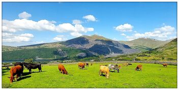 Cow's grazing - Free image #499617
