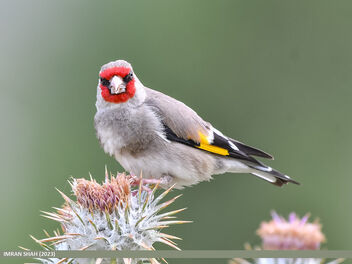 European Goldfinch (Carduelis carduelis) - бесплатный image #499657