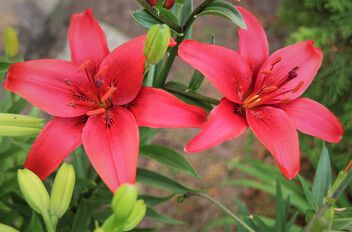 Red garden stars - бесплатный image #499857