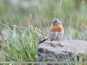 Robin Accentor (Prunella rubeculoides) - Free image #500407