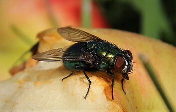 A close up of a fly - image gratuit #500677 