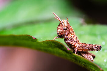 come on... Common maquis grasshopper - image gratuit #500687 