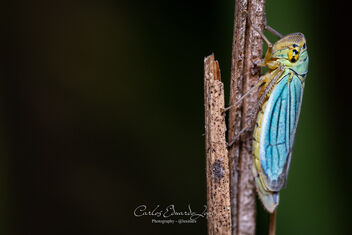 Macro Marvel: Cicadella viridis Up Close - image gratuit #500757 