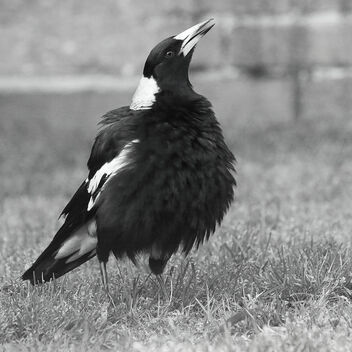 Magpie in full song - Free image #500907