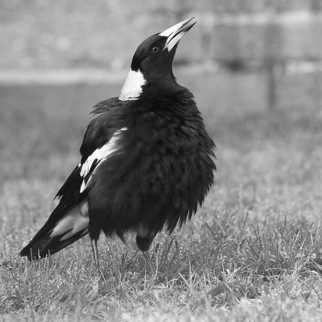 Magpie in full song - бесплатный image #500907