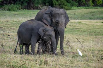 Asian Elephants - Free image #501097