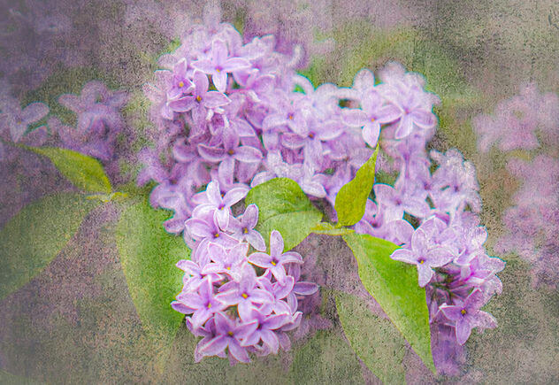 Lilac - Free image #501177