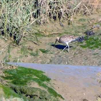 Curlew - Kostenloses image #501307