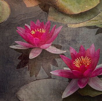 Water Lily - Kostenloses image #501367