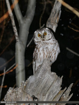 Boreal Owl (Aegolius funereus) - image gratuit #501477 