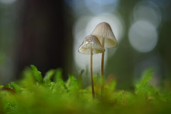 [Small Fungi 65.1 | 20231014-A7202550.JPG] - Free image #501507