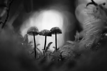 [Small Fungi 66 | 20231014-A7202557.JPG] - Free image #501567