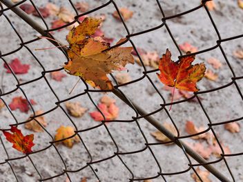 Autumn Fence - image #501767 gratis