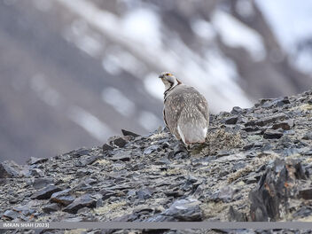 Himalayan Snowcock (Tetraogallus himalayensis) - бесплатный image #502137