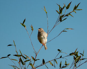 House Sparrow - image #502447 gratis