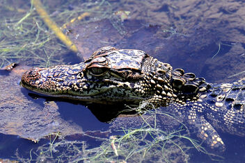 Cute as a Gator on a Lily Pad - Free image #502737