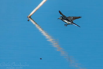 White Wagtail - Kostenloses image #502997