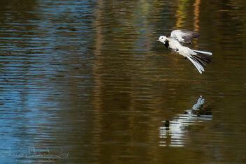 White Wagtail - image gratuit #503097 