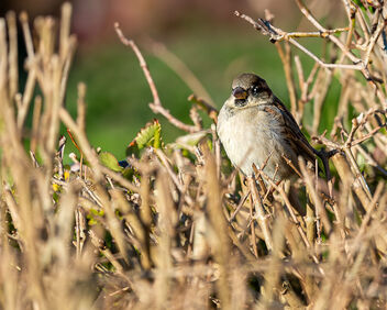 House Sparrow - бесплатный image #503337