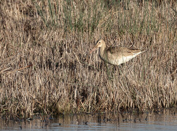 Curlew - Kostenloses image #503357