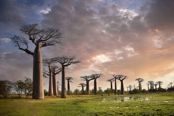 Baobabs, Madagascar - Kostenloses image #503537