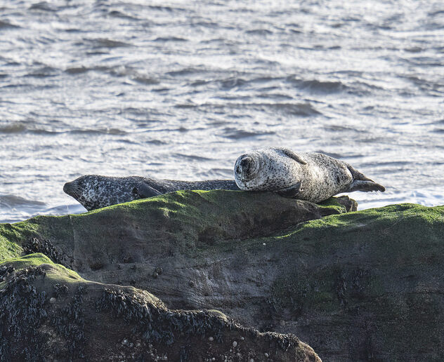 Common (Harbour) Seal (Phoca vitulina) - Free image #504107