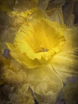 Daffodil Emerging - image gratuit #504197 