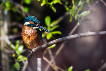 Common Kingfisher taken in the Reserva do Paul Arzila, Portugal - Free image #504207