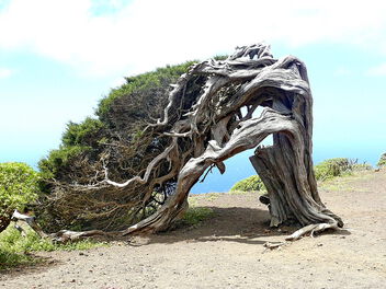 Wind shaped trees on the island El Hierro 1 - Kostenloses image #504217