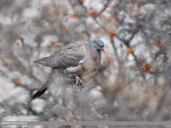 Common Wood Pigeon (Columba palumbus) - image gratuit #504297 