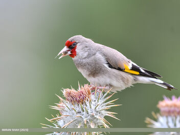 European Goldfinch (Carduelis carduelis) - image gratuit #504347 