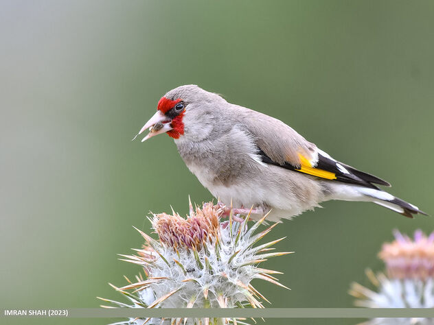 European Goldfinch (Carduelis carduelis) - Free image #504347