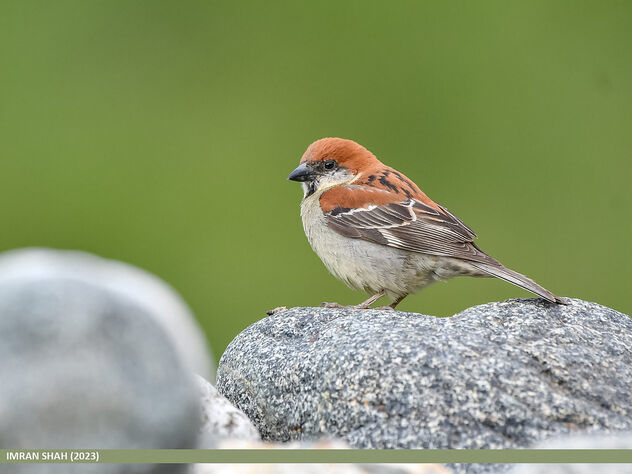 Russet Sparrow (Passer rutilans) - Free image #504377