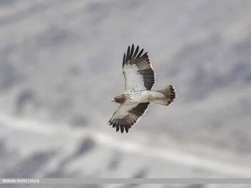 Booted Eagle (Hieraaetus pennatus) - image #504427 gratis