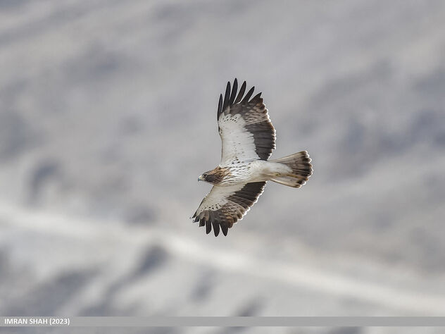Booted Eagle (Hieraaetus pennatus) - Free image #504427