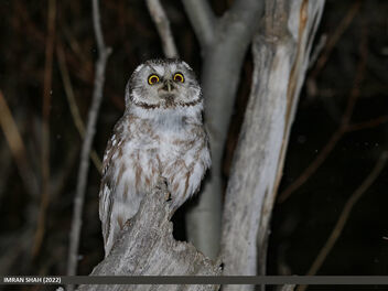 Boreal Owl (Aegolius funereus) - image gratuit #504497 