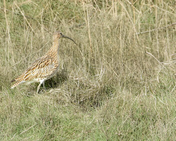 Curlew - Kostenloses image #504557