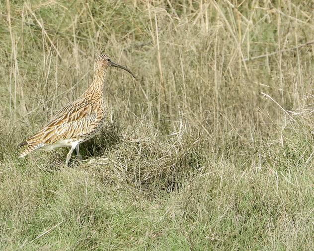 Curlew - Free image #504557