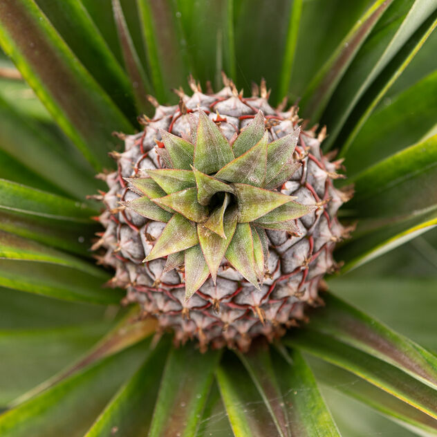 Pineapple Top View - Free image #504587