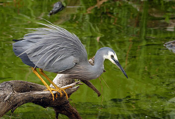 The white-faced heron. - image gratuit #504997 