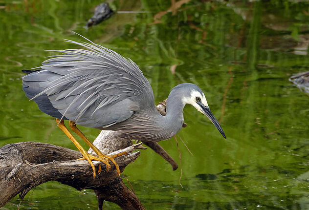 The white-faced heron. - Free image #504997