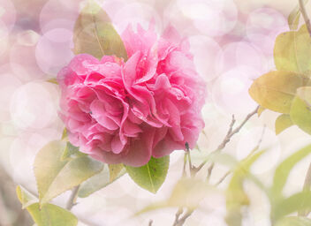 Camellia - image #505027 gratis